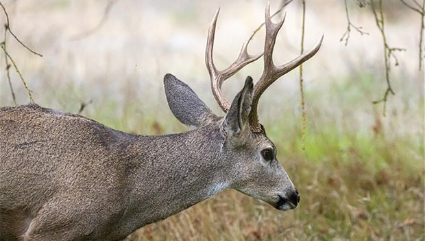 Black-tailed Deer