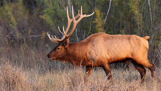 Tag It! A Hunter’s Roadmap to Licensing, Tagging, and Reporting in California