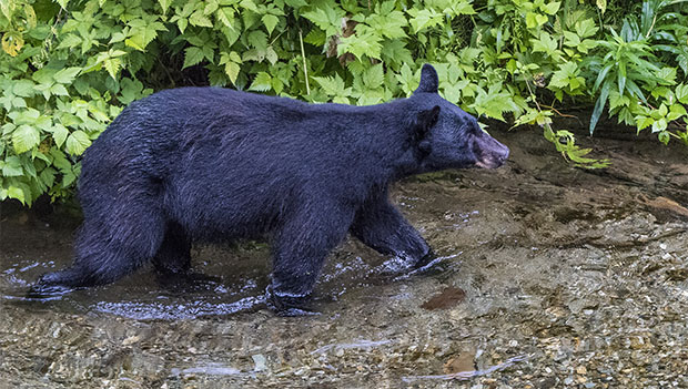 Black bear